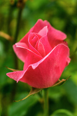 Beautiful and young pink rose