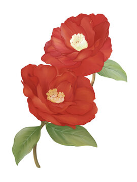 Red camellia floral botanical flowers. Wild spring leaf wildflower isolated. Watercolor illustration image.