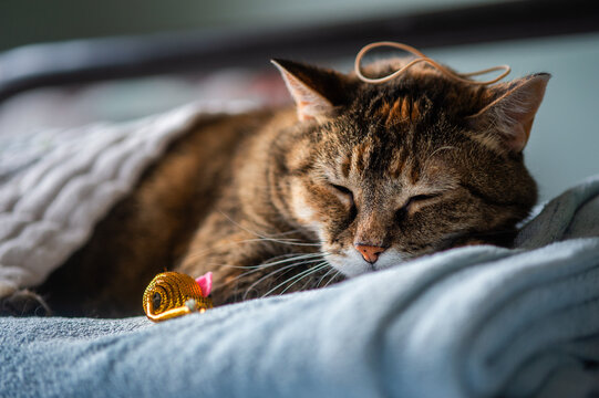 A Cat Sleeps On A Light Blue Blanket, Covered In Cat Toys