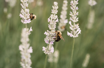 Bees on Lavender