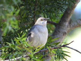 mockingbird on a tree branch bird on branch