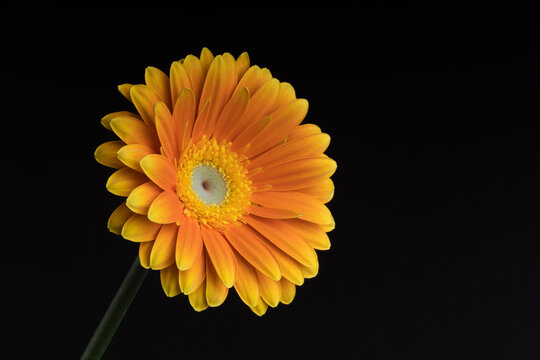 Yellow Gerbera" Images – Browse 197 Stock Photos, Vectors, and Video |  Adobe Stock