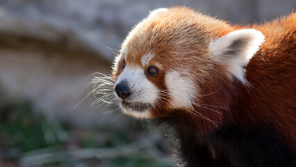 Close up portrait of a red panda