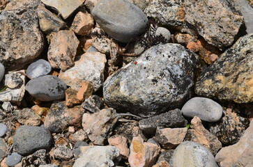 rock texture and beetle, mariquita