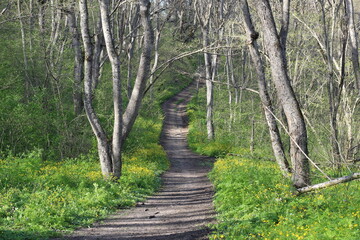 dirt road in the light green sunny spring forest