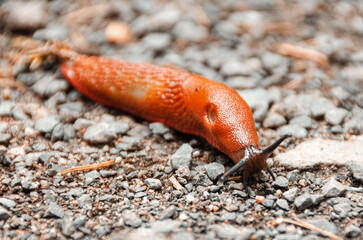 Brown / orange slug on gravel path