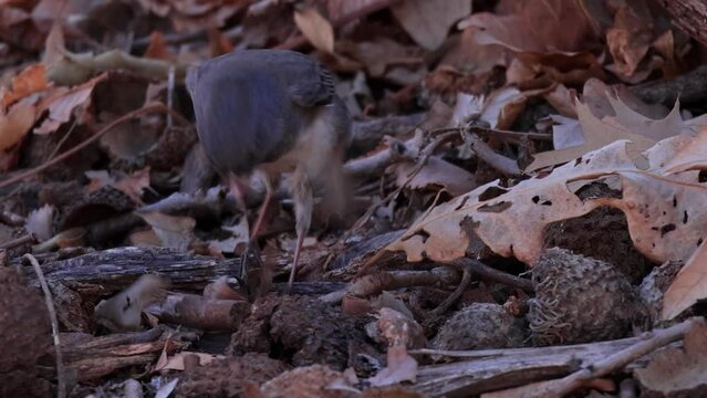 Closeup shot of Dark-eyed junco on ground