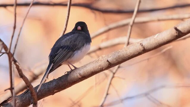 Closeup shot of Dark-eyed junco on a tree