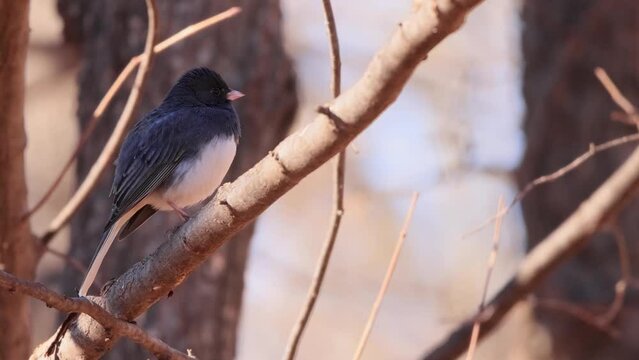 Closeup shot of Dark-eyed junco on a tree