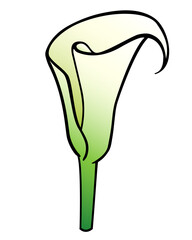 Calla flower, tropical plant - vector full color picture. Calla inflorescence - botanical illustration
