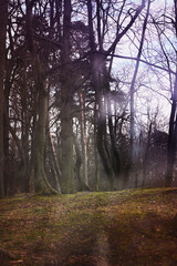 Obraz premium Dreamy forest in winter