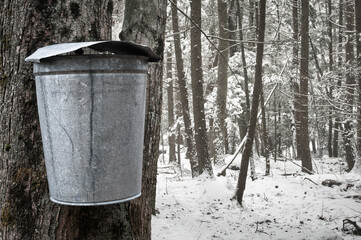 In New England and elsewhere, galvanized sap buckets such as this one are traditionally used to collect sap from sugar maple trees. The sap will later be concentrated into maple syrup..
