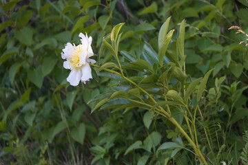 One white Peony flower close-up