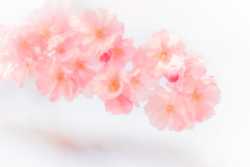 Naklejka na ściany i meble Zarte Kirschblüten vor weißem Hintergrund