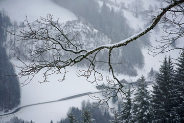 sugared branch with winter landscape in the background