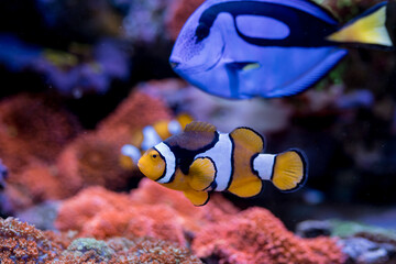 Colorful tropical fish  Paracanthurus hepatus, Blue tang, Amphiprion percula , red sea fish,  in Home Coral reef aquarium. Selective focus. - obrazy, fototapety, plakaty