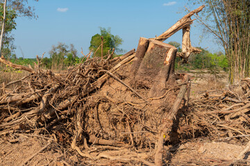 Dig  a tree  root  Fallen tree. Torn tree root. a torn tree with roots from under the ground lies on the ground in leaves. trees are getting brutally killed and torned apart trashing the roots, branch