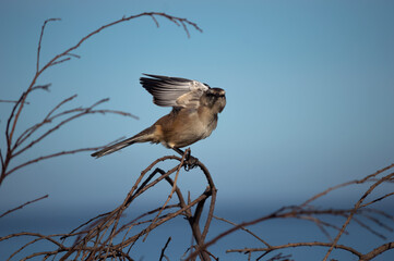bird on a branch