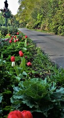 pathway through the flower garden