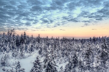Beautiful evening landscape in a Swedish winter forest