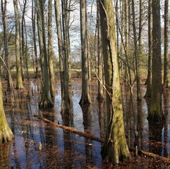 Cypress trees in Autumn