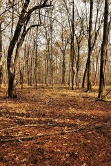 autumn in the woods