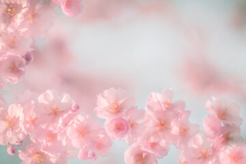 Zarte Kirschblüten als Rahmen mit Platz für Text