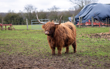 Highland cow with reddish brown coat in a meadow in the winter.