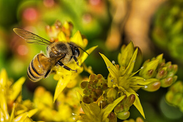 abeja
