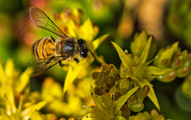 abeja