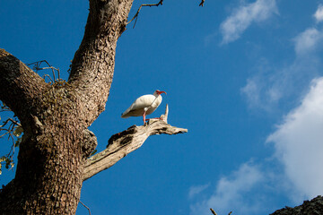 An ibis bird on a tree branch near the Big Lake in New Orleans City Park, New Orleans, Louisiana