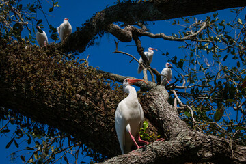 Ibis birds in a tree near the Big Lake in New Orleans City Park, New Orleans, Louisiana