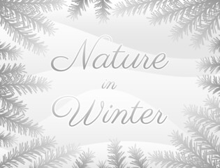 Fototapeta na wymiar Nature background template when it's snowing and the white pine leaves are covered in snow