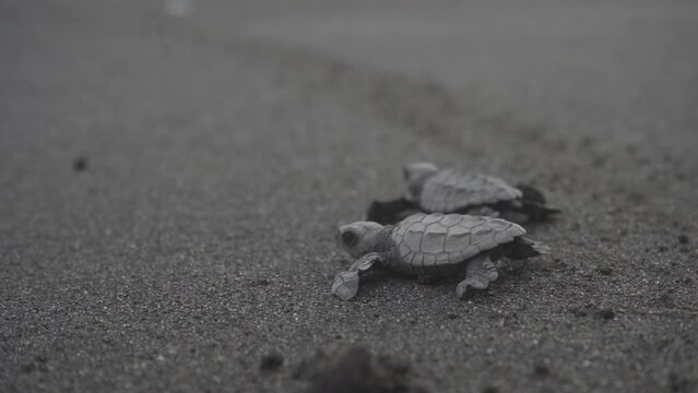 plano detalle  tortugas siendo liberada caminando sobre la playa para el oceano o mar, arena volc&aacute;nica