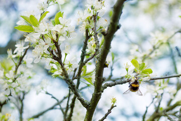 Blooming cherry orchard. Spring background with white flowering branches and a bumblebee collecting nectar against the sky, soft focus