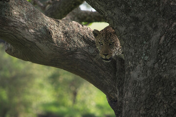 African Leopard Surveying From a Sausage Tree in the Maasai Mara.  