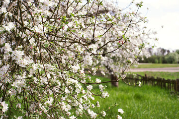 Blooming apple orchard. Spring background with white flowering tree on green grass