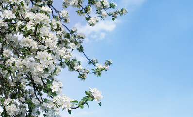 Blooming apple orchard. Spring background with white flowering branches against the sky, soft focus