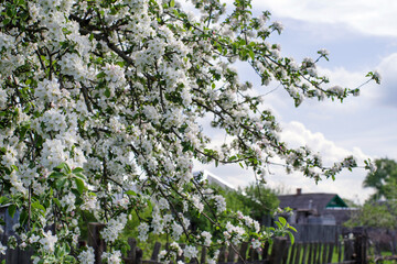 Blooming apple orchard. Spring background with white flowering branches against the backdrop of rustic rooftops