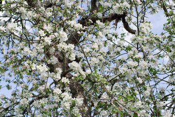 Blooming apple orchard. Spring background with white flowering branches against the sky, soft focus