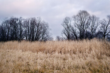 Dry tall grass against the background of bare trees and an evening cloudy sky in early spring....