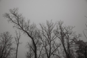 leafless trees covered with fog in the early morning
