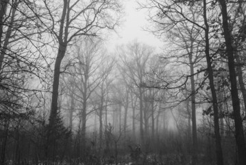 Obraz na płótnie Canvas leafless trees covered with fog in the early morning