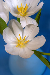 Obraz premium Weiße Tulpen in einer Vase