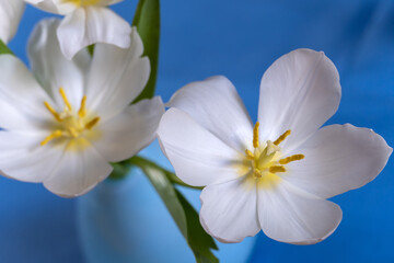 Weiße Tulpen in einer Vase