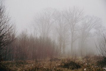 Obraz na płótnie Canvas forest with deep fog and snow, low visibility