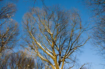 Tree without leaves in winter against a clear blue sky