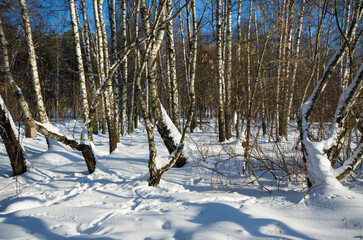 Winter forest landscape, birch park and bright blue sky