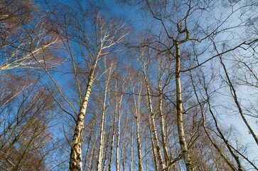 Birches against the blue sky in winter