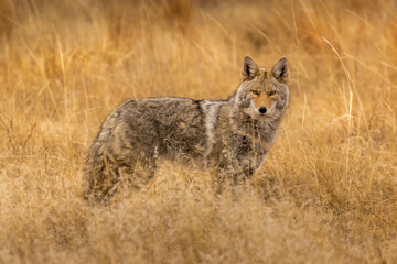 Coyote side view